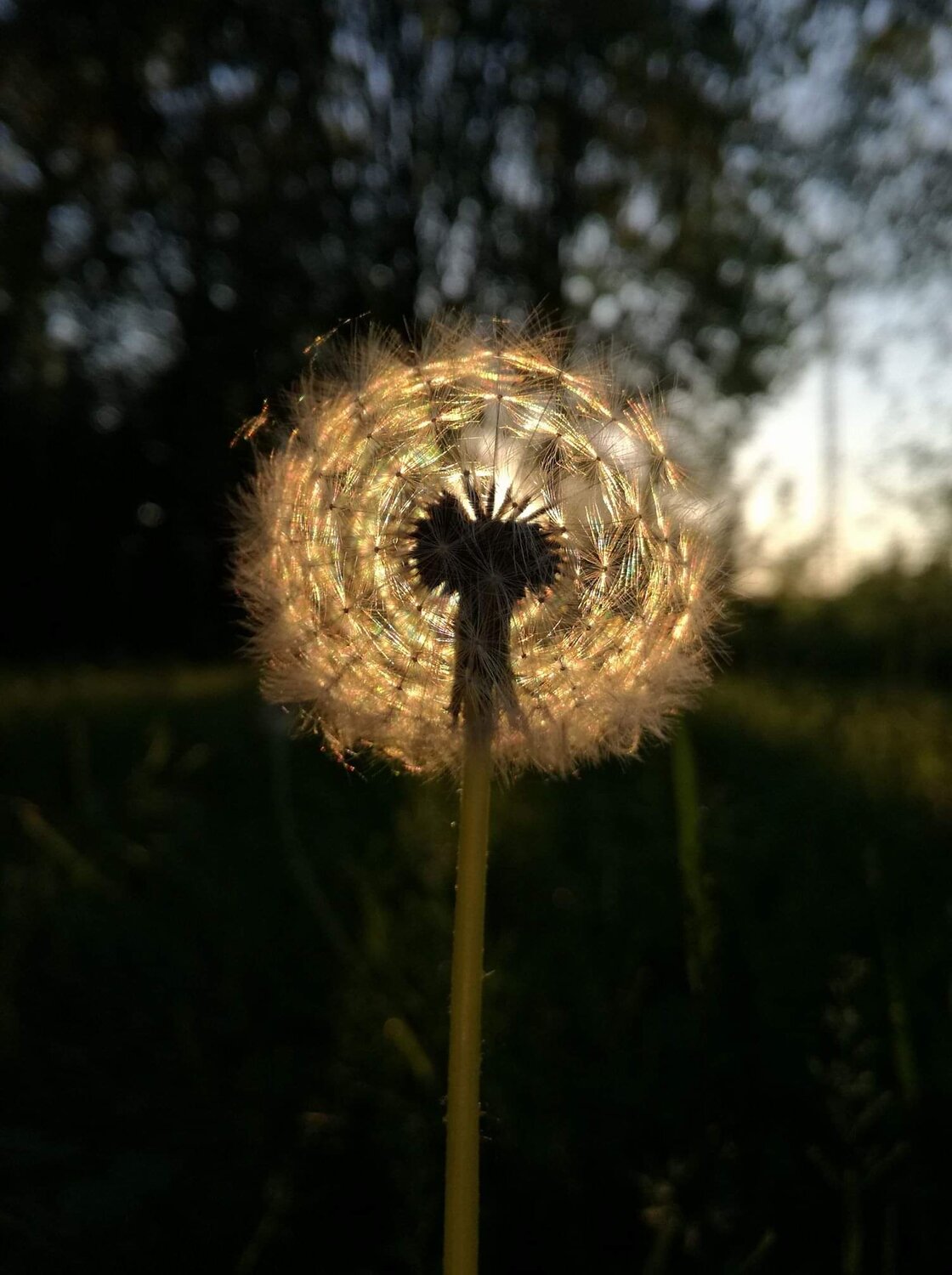 Photo #3563117