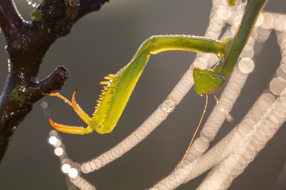Фотография автора Юрий Сорокин