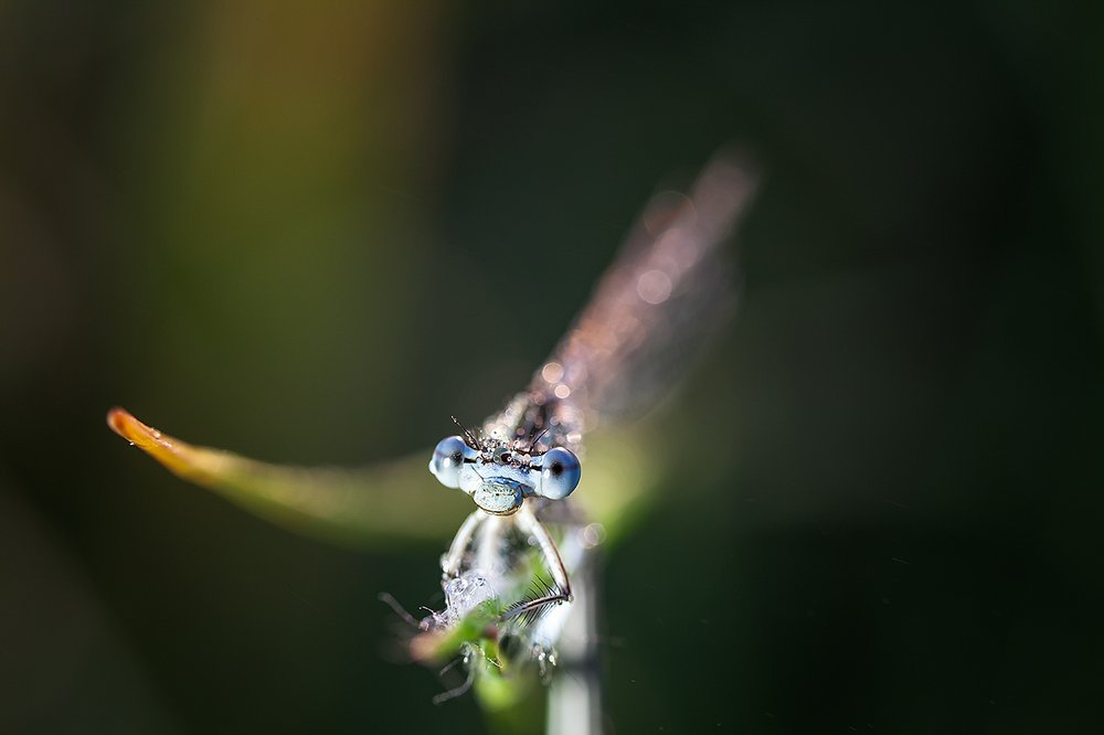 Фотография автора Юрий Сорокин