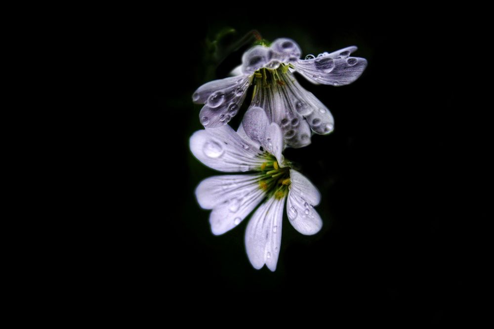 Photograph by Рыжик Алёна