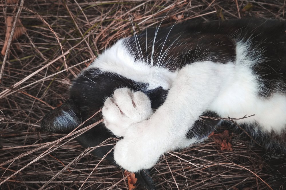 Cat dont want wake up.