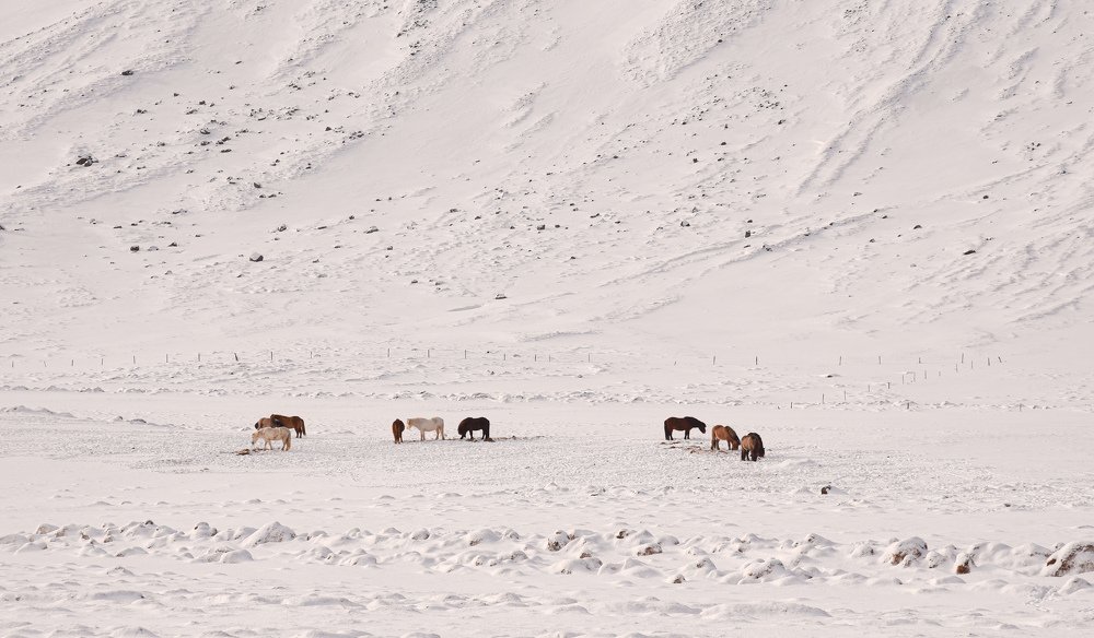 Wild horses in the snow