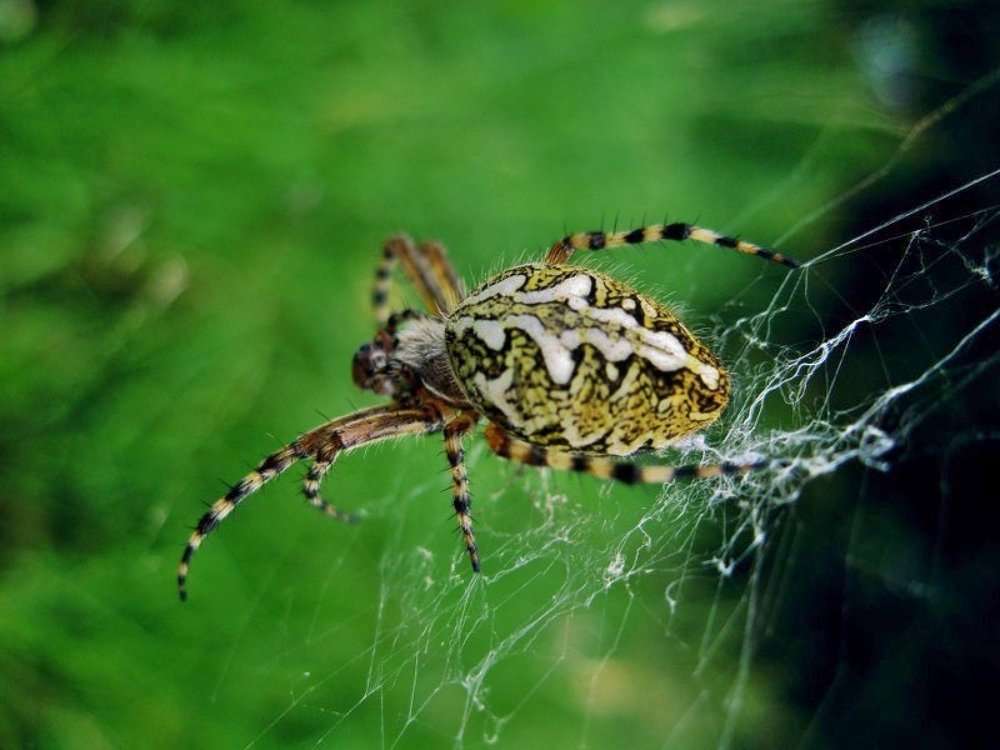 Photograph by Вячеслав Розмин