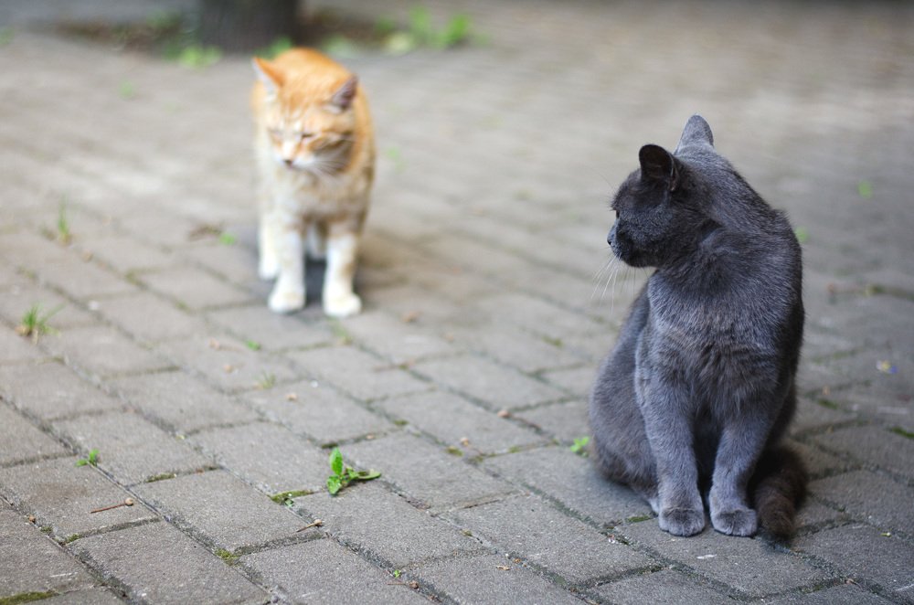 Photograph by Оксана Худошина