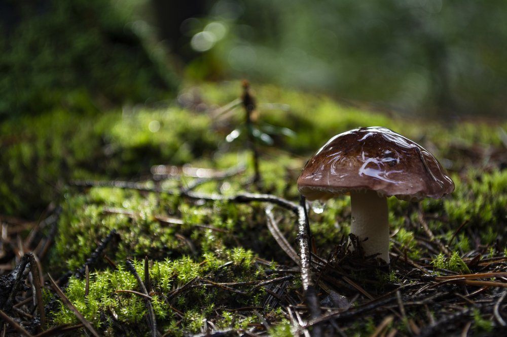 Перед поножовщиной