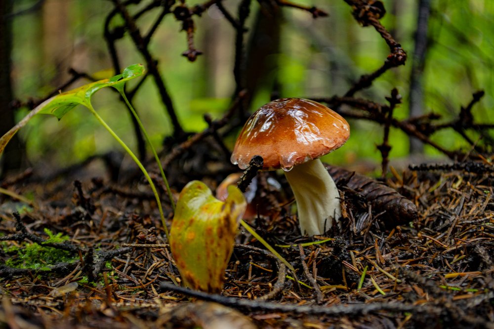 Лесной житель