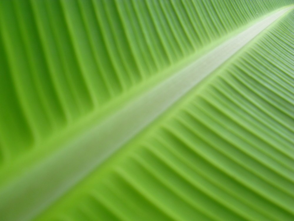 Green path to the light