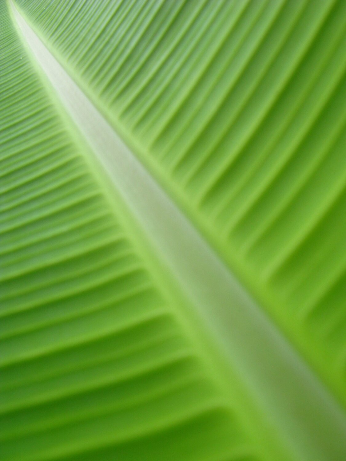 Green path to the light