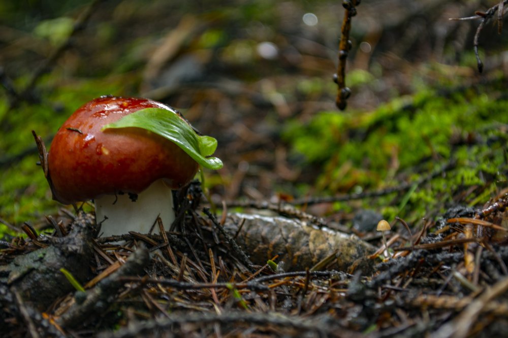 Photograph by Денис Кононов