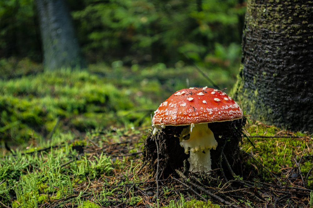 Photograph by Денис Кононов