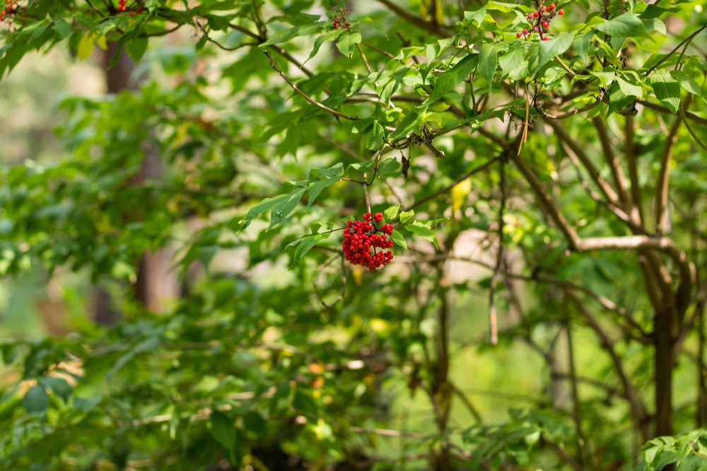 Photograph by Елена Пичуева