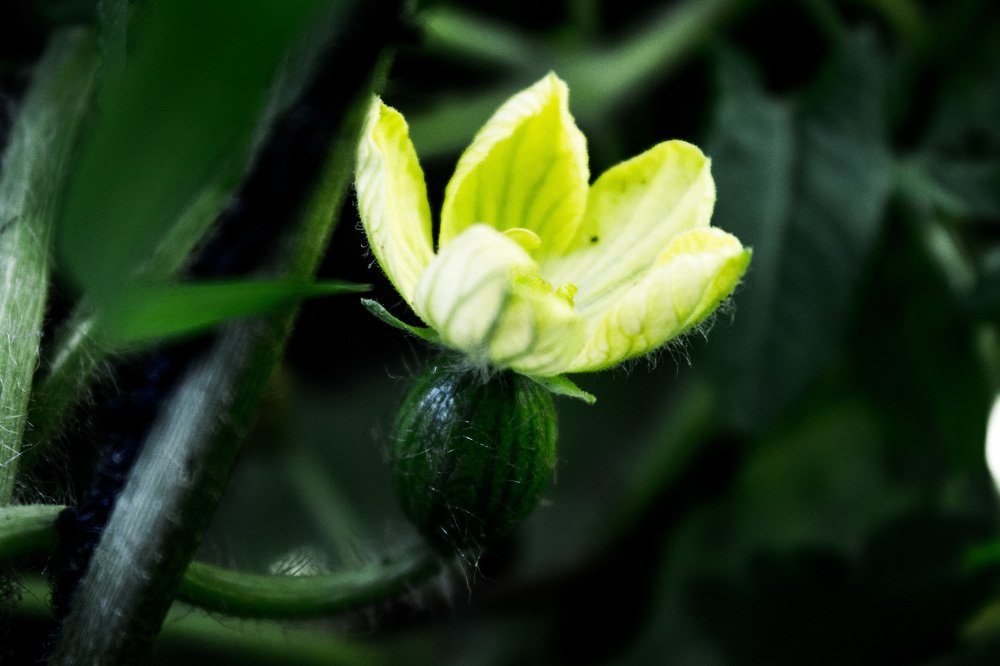 Photograph by Юлия Дейкун