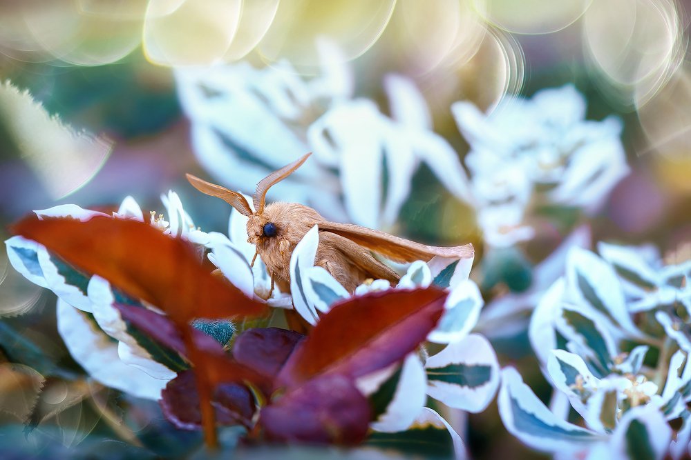 "Midnight fairytale"