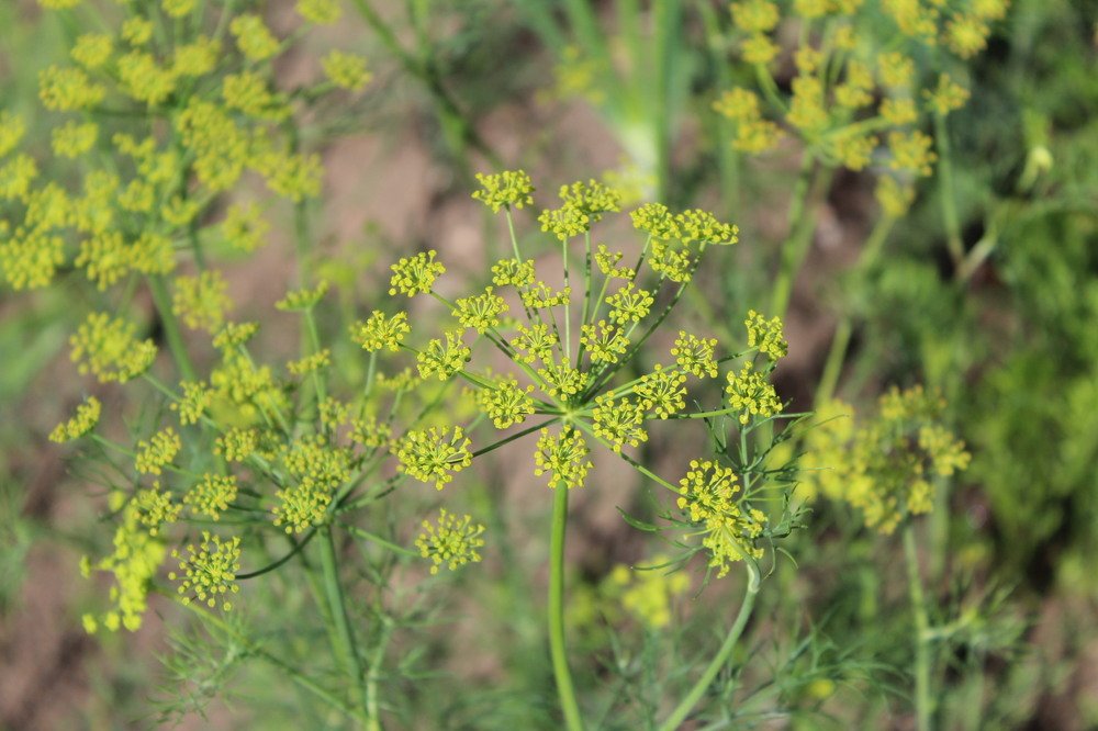 Photograph by Юлия Сметкина