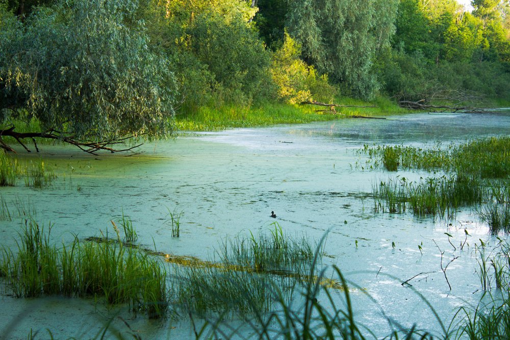 Photograph by Юлия Дейкун