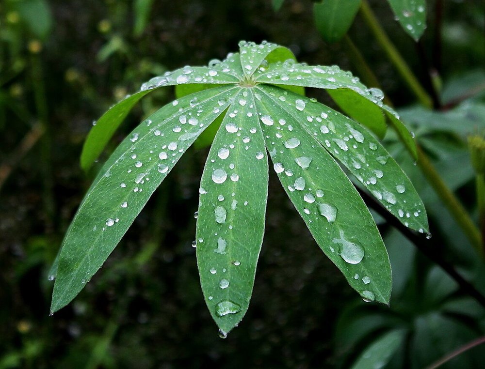 Капли после дождя.