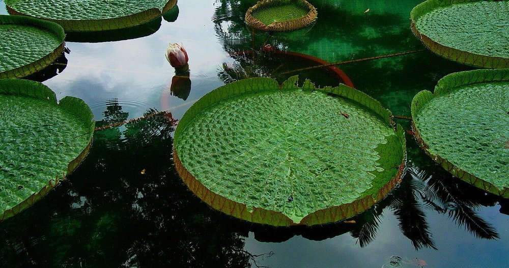 Водные лилии.