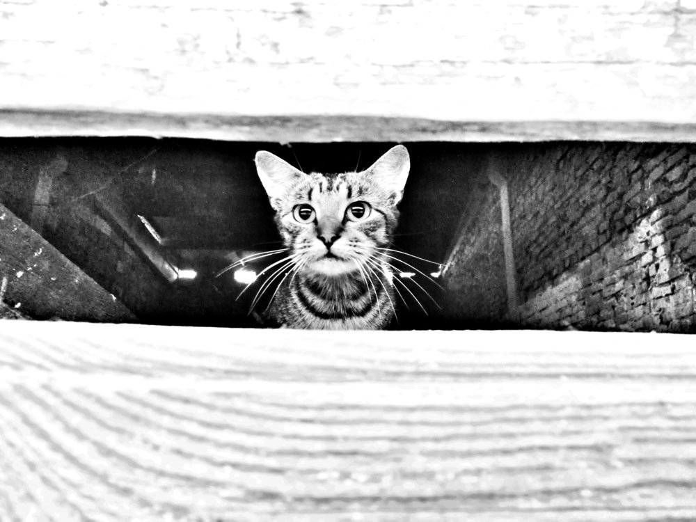 Обитатель олдскульных ферм