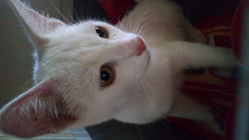 Photo #3564026