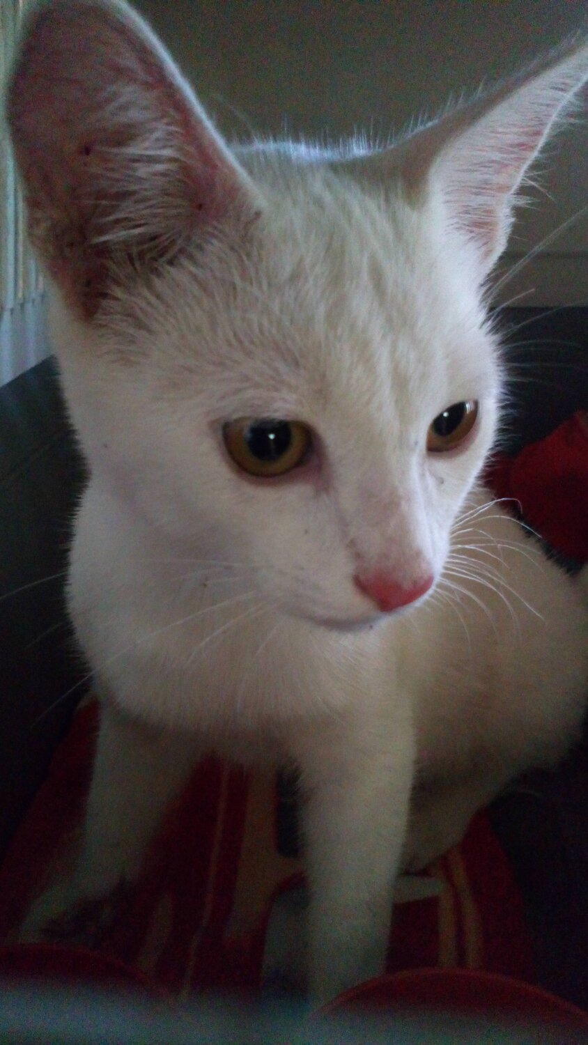 Photo #3564026