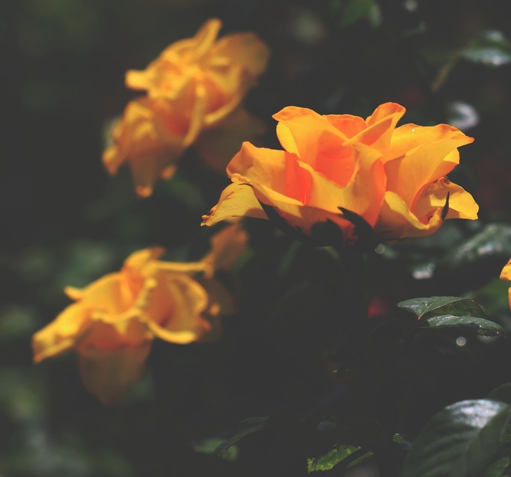 Photograph by  Reena