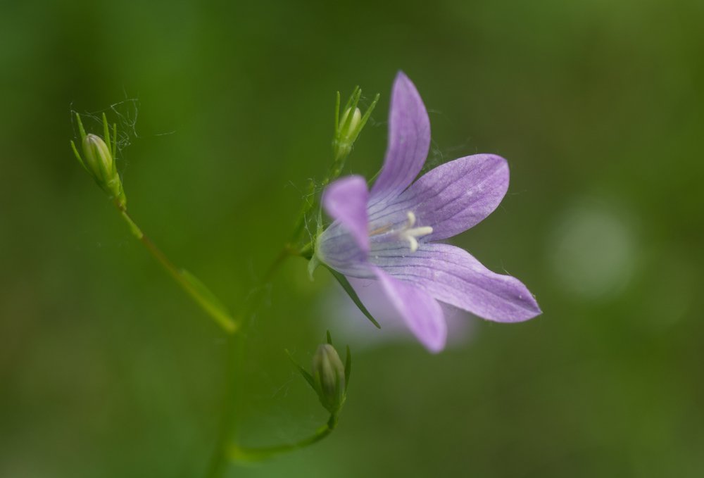 Photograph by Александр Халимов