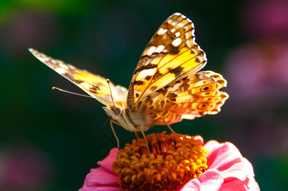 Photograph by Валентина Фель