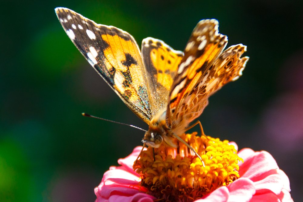 Photograph by Валентина Фель