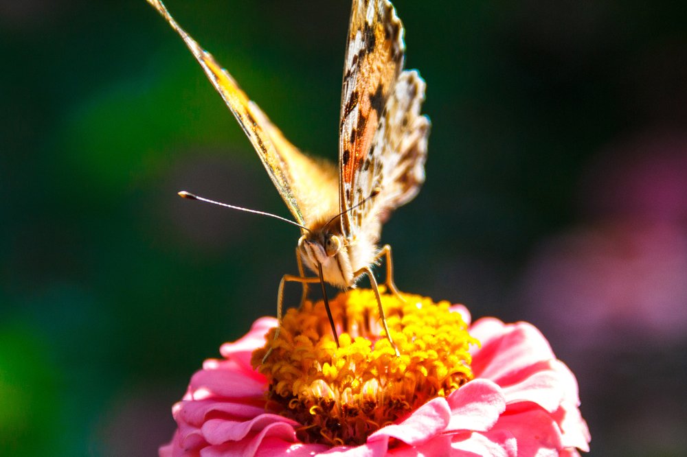 Photograph by Валентина Фель