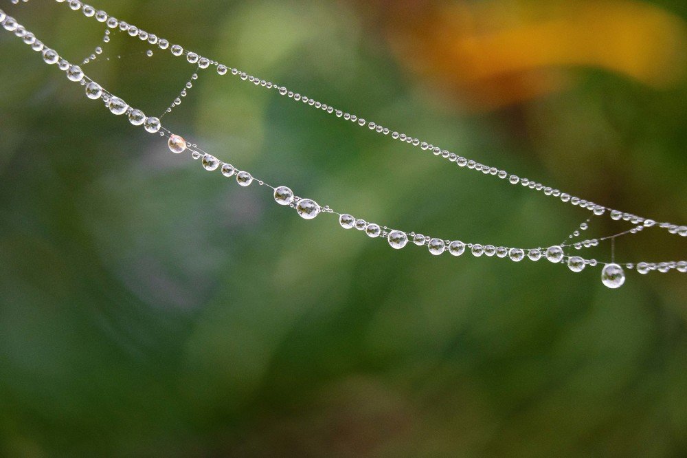 Фотография автора Мария Сурмачева