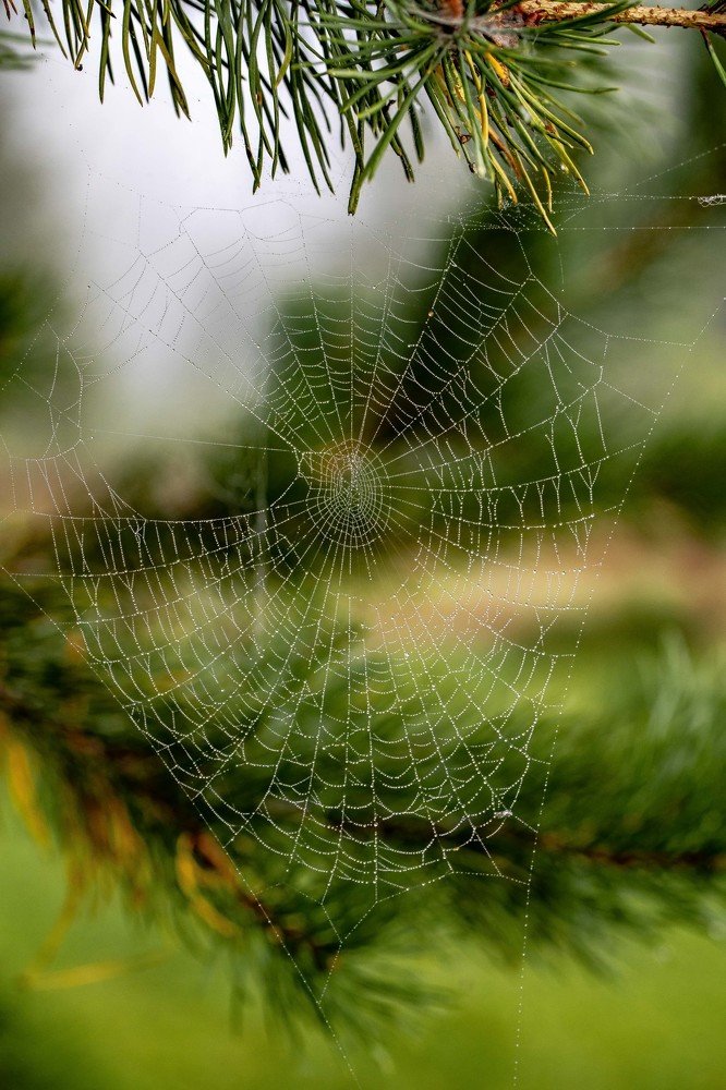 Фотография автора Мария Сурмачева