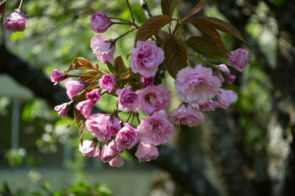 Sakura