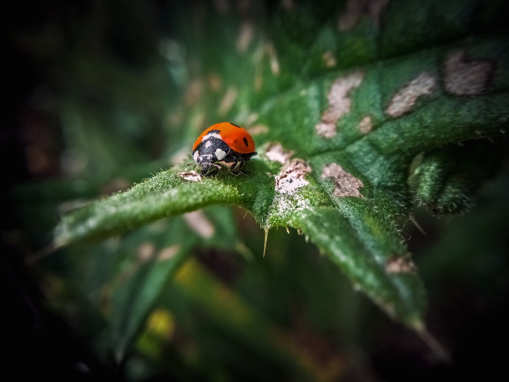Ladybug