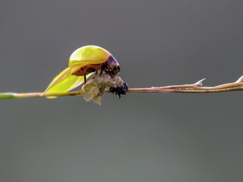 Фотография автора Imam Primahardy