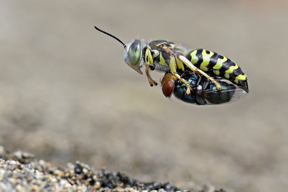 Фотография автора Imam Primahardy