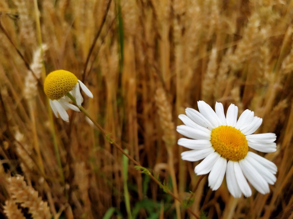 Photograph by Джемма Манукян