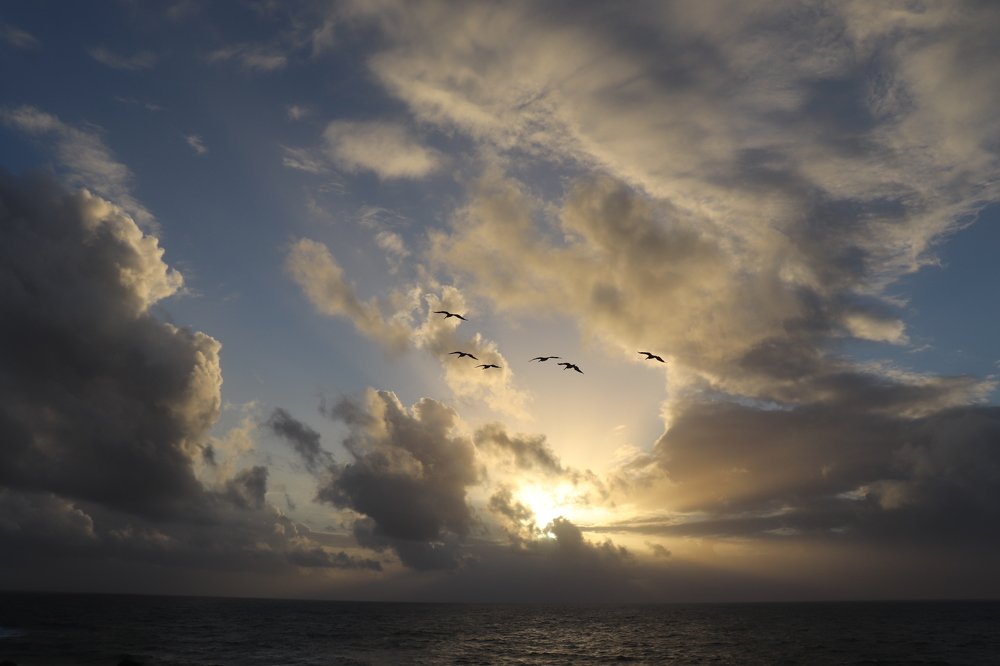 Pelicans in the morning sun