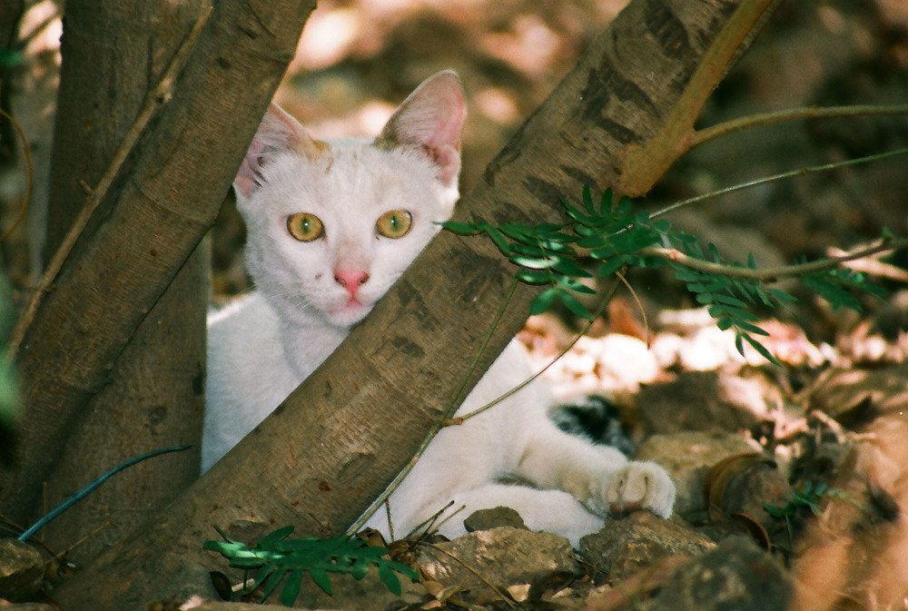 Photograph by subhash purohit