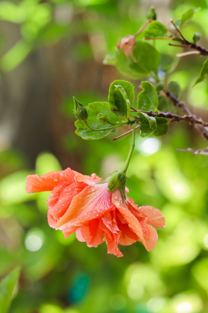 Hibiscus after rain