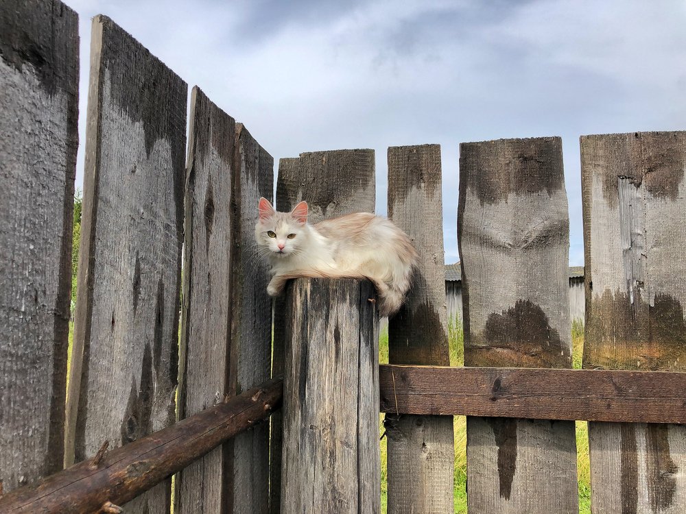 Кошка на деревянном заборе