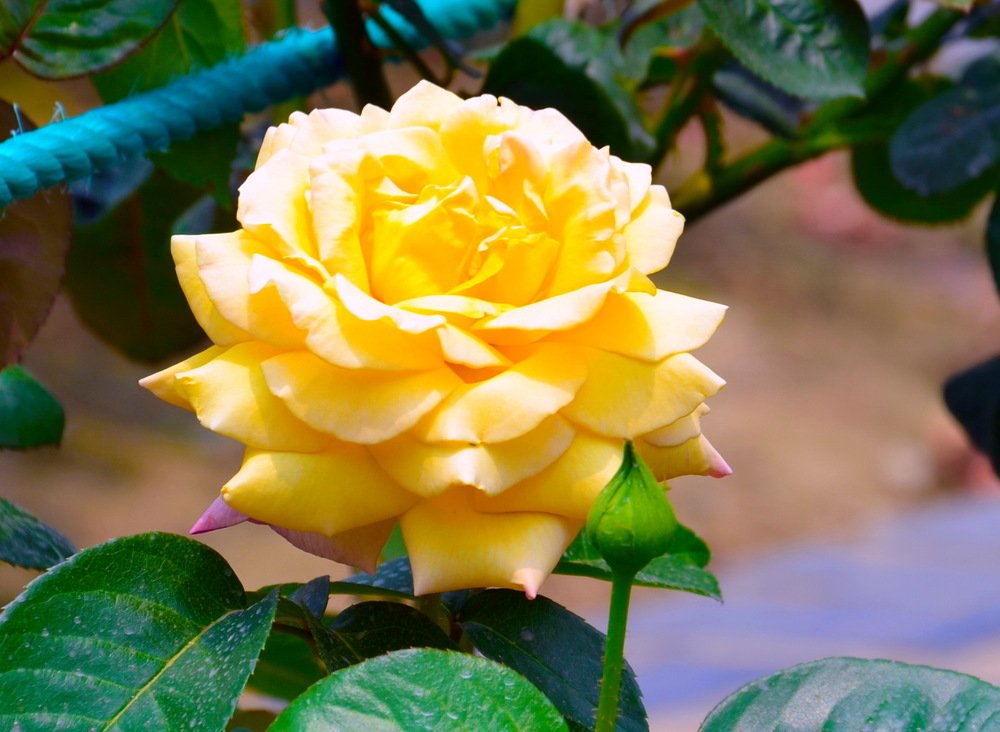 Photograph by Alfred Arnold