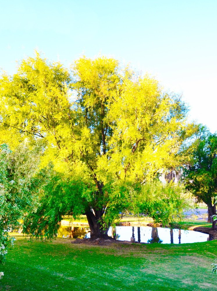 Photograph by Alfred Arnold