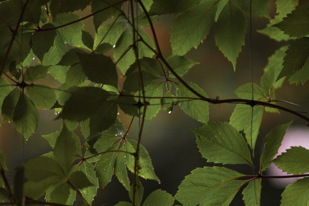 Photograph by ИРЕНА Федорова