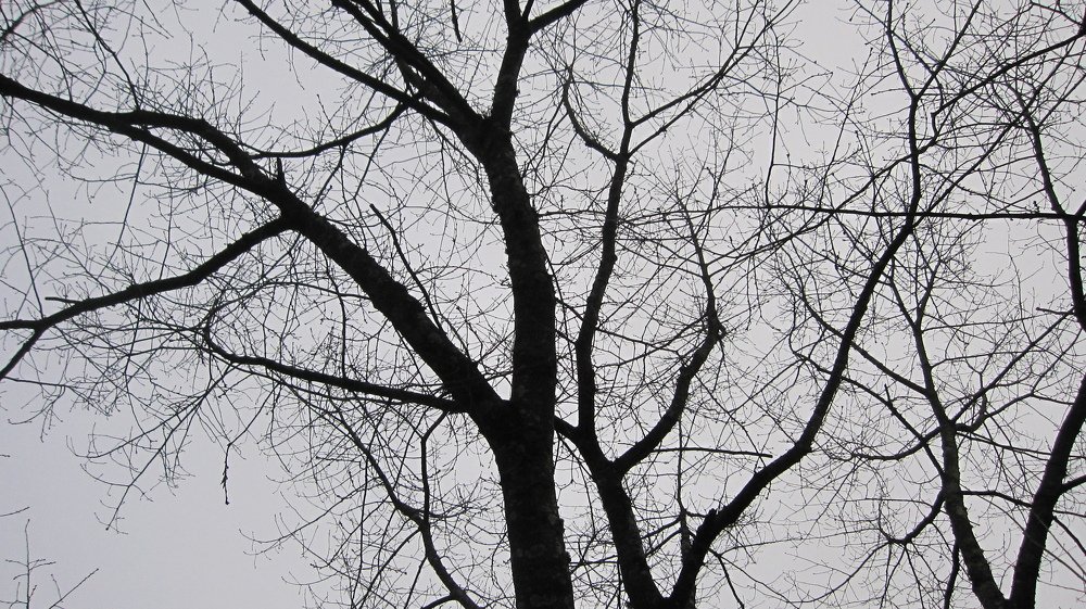 Photograph by João Ferreira