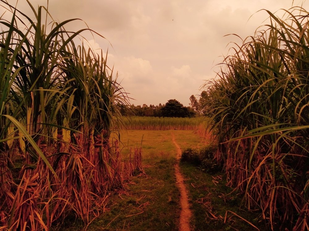 Photograph by Md Abu Sayeed Mondal