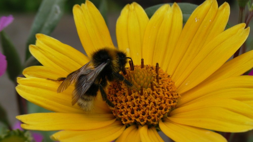 Королевский стол