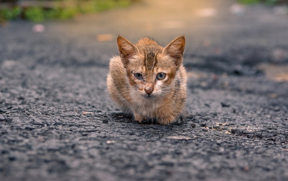 Photograph by Pritam sen