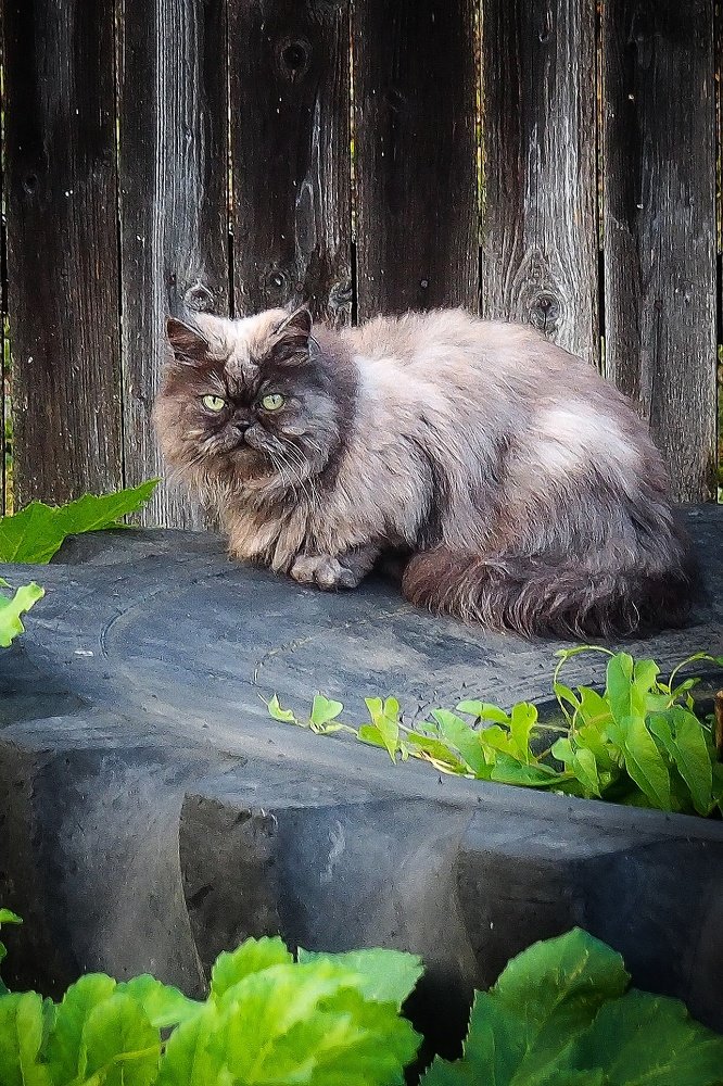 Photograph by Илья Шамин