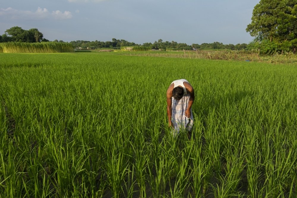 Man with green field