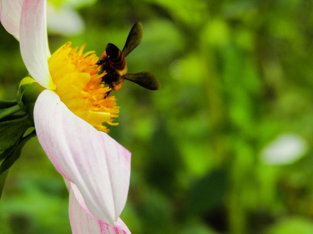 Macro